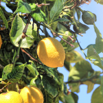 banner image for how to make lemonade with lemons